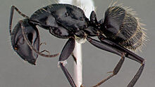 Лекарство от рака найдено в муравьях