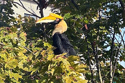 В Петербурге поймали птицу калао, улетевшую из зоопарка