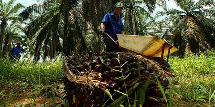 "Грязное" пальмовое масло могут запретить в России