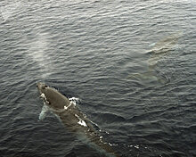 Застрявший в устье реки кит ушел в Охотское море без помощи людей