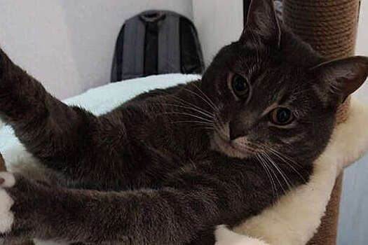 Ветеринары в Москве спасли кота с разрывом мочевого пузыря