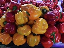 Россиянам рассказали, какие овощи могут пострадать от июньской непогоды