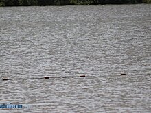 Стало известно, во сколько обойдутся спасательные посты у водоемов