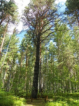 Дендрологи уточнят возраст красноярской сосны-ровесника Ленина