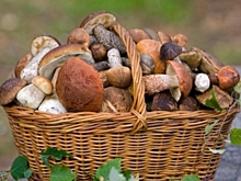 Одессит в Костроме: много ли у нас грибов?