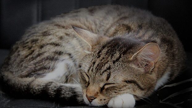 В свердловской колонии опровергли фейк о жестоком обращении с кошками