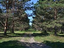 Лесная тема. Чем грозит алтайским борам придание особого статуса?