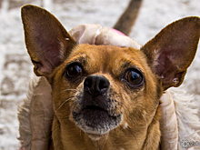 Собака может выучить около сотни слов: кинолог