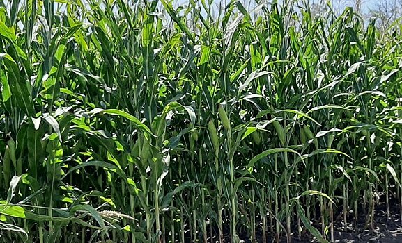 Суперсорняки на кукурузе – что нового