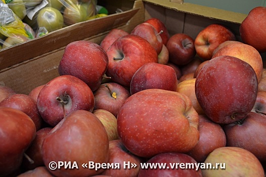 Нижегородские аграрии получили первый урожай яблок в новых садах