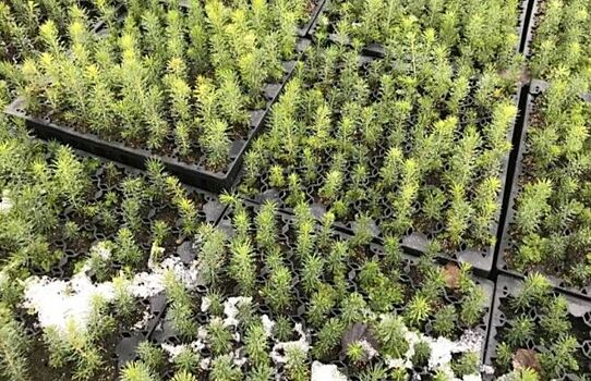 В Карелии идет комплексная модернизация выращивания посадочного материала лесных растений