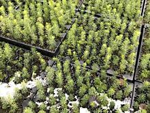 В Карелии идет комплексная модернизация выращивания посадочного материала лесных растений
