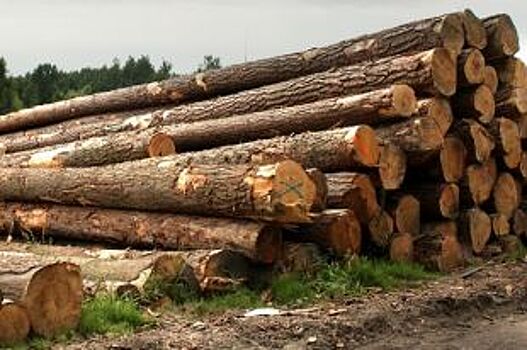 В Каргополе с предпринимателя взыскали 4 миллиона рублей за вырубку леса