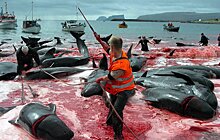 Япония легализует коммерческий промысел китов