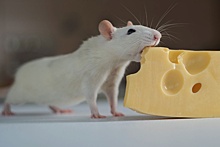 Ученые: Сырная диета помогла крысам справиться с синдромом ПТСР