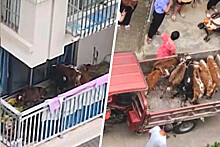В Китае фермер разводит скот на балконе многоквартирного дома