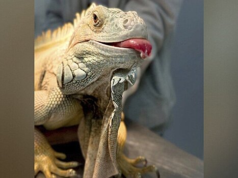 Московские ветеринары вылечили 1,5-метровую игуану Шушу от стоматита