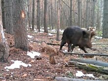 Семейство маленьких кабанчиков попало на фотоловушку в Удмуртии