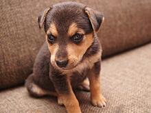 В центре «Благосфера» в САО прочитают лекцию о подготовке спортивного щенка