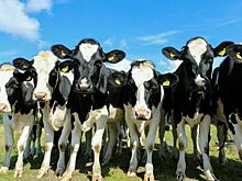 В Россельхознадзоре предложили изымать скот, который перевозят по стране без документов