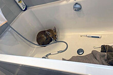 Дикая лиса забежала в дом шотландки и спряталась в ванне