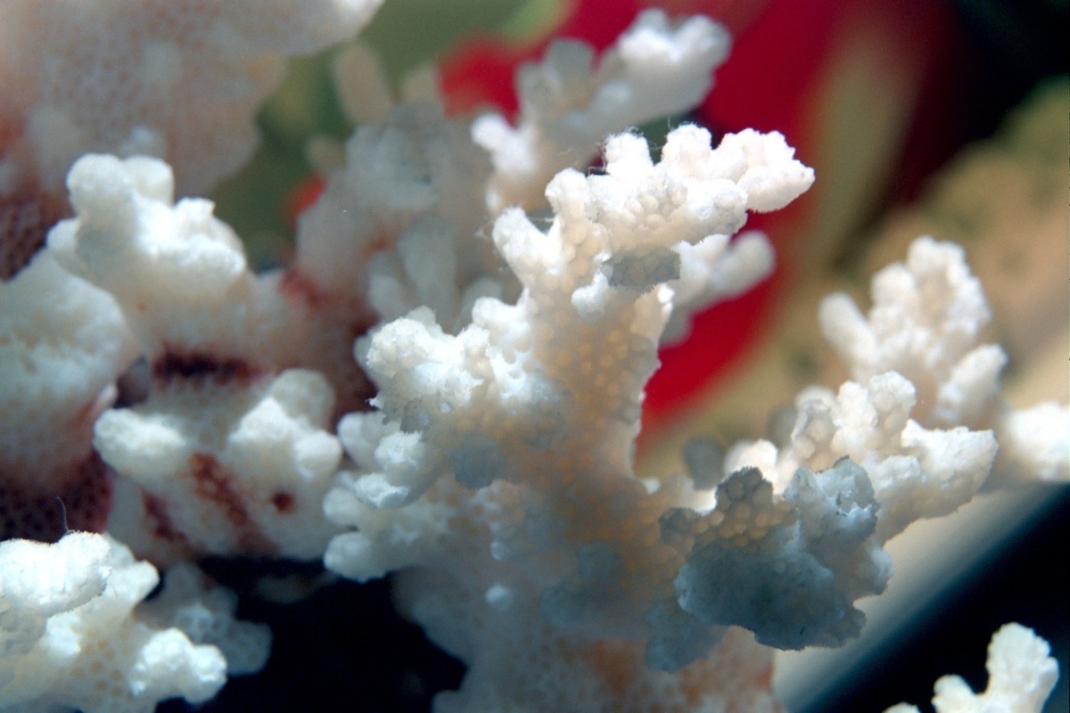 Россиянку оштрафовали за кораллы из Китая