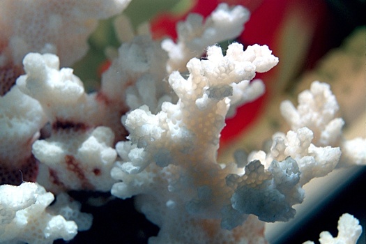 Россиянку оштрафовали за кораллы из Китая