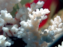 Россиянку оштрафовали за кораллы из Китая