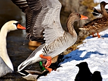 Гуси-лебеди: ТКС «Кунцево» покажет кукольную сказку о сестрице и братце