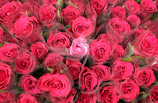«Невыгодно это все». В цветочных магазинах может не остаться российских роз?