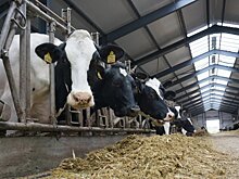 Зампред правительства Удмуртии: высокие проценты по кредитам аграриям просто не потянуть