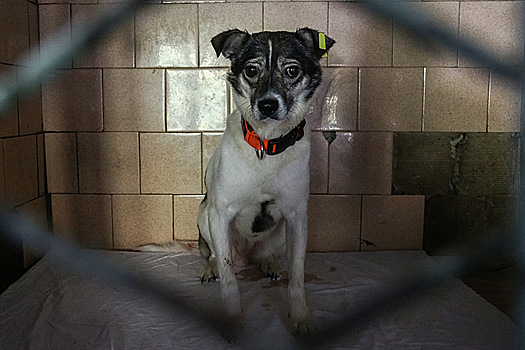 Собаку из железной тюрьмы достали спасатели в Новосибирске