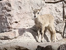 В Московском зоопарке родился детеныш голубого барана