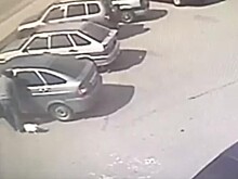 В Тверской области мужчина переехал кота, которого сам же выкинул из машины