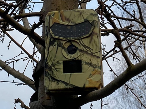 Улыбнитесь, вас снимают: фотоловушка как защита дачи от непрошеных гостей