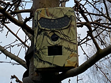 Улыбнитесь, вас снимают: фотоловушка как защита дачи от непрошеных гостей