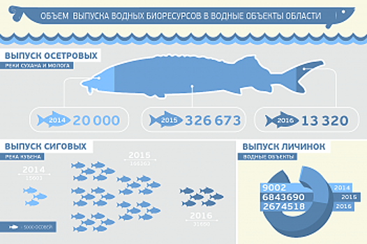 Более 80 тысяч штук стерляди выпущено в реку Мологу