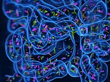 Ученые нашли в кишечнике бактерии поглощающие токсичные «вечные» химикаты