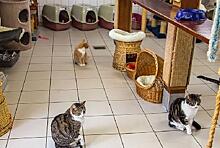 Зоозащитники построили в Благовещенске теплое жилище для бездомных кошек