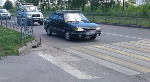 В Орле сфотографировали, как уточки переходят дорогу по зебре