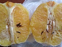 Около 190 тонн цитрусовых пришли с живыми личинками мух в морпорт Новороссийска