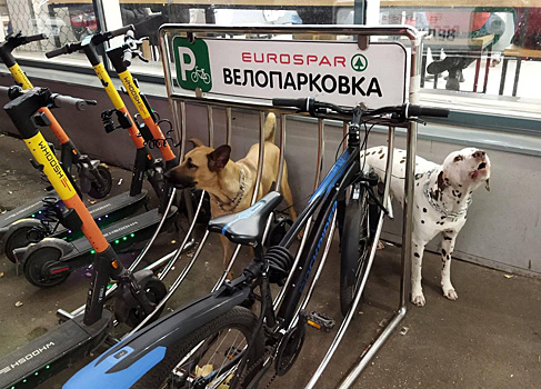 Россияне поспорили из-за привязанных к велопарковке собак