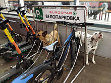 Россияне поспорили из-за привязанных к велопарковке собак