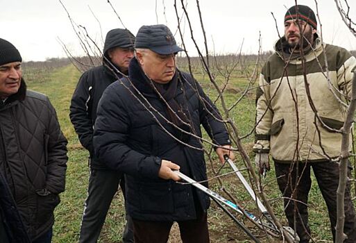 Садоводство в Дагестане включает масштабное выращивание фундука