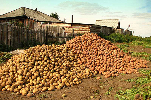 Секреты выращивания вкусного картофеля