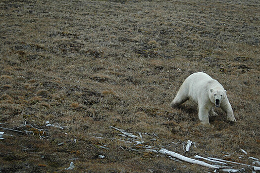 Заполонившие Новую Землю белые медведи отступают