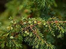 В Новокуйбышевске украли более 20 кустов можжевельника