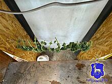 У самарца нашли наркотеплицу в гараже