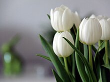 В канун 8 марта из Удмуртии отправили на экспорт первую в этом году партию цветов