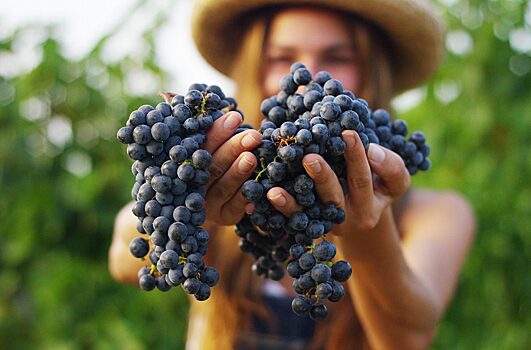 Диетолог объяснила, в чём вред винограда для здоровья